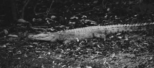 Cape York Wildlife